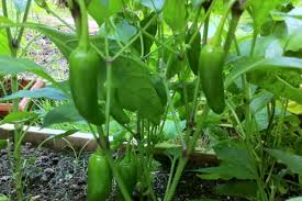 Incorporate large amounts of organic matter into the soil, especially if you are working with heavy clay. Early Jalapeno Pepper Seeds Super Hot Chiles