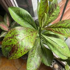 Image result for Synadenium cupulare