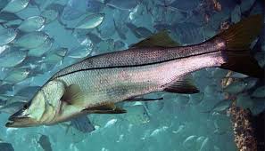 They will take a jig, swimbait or fly, but most anglers favor the explosive bite. Snook Fish Fishing Tips How To Catch Centropomus Undecimalis