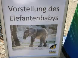 forschunbgsprojekt im tiergarten schonbrunn elefanten baby kibali wird belauscht hietzing