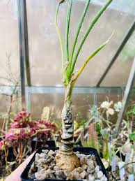 Image result for Trachyandra saltii