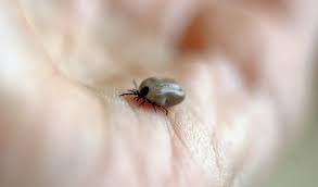 Another tick control is to have your trees and shrubs pruned and remove any leaf litter from your yard. 6 Ways To Keep Ticks Out Of Your Yard Naturally Sawyer Garden Center Sawyer Mi