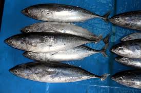 We did not find results for: Bullet Tuna Wikipedia