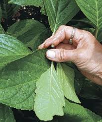 Propagate Your Shrubs From Softwood Cuttings Finegardening Plants Lawn And Garden Fine Gardening