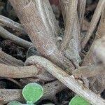 Image result for Coleus hadiensis