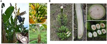 Lo podras ver en vivo por jeinz macias. Frontiers Bacterial Diseases Of Bananas And Enset Current State Of Knowledge And Integrated Approaches Toward Sustainable Management Plant Science