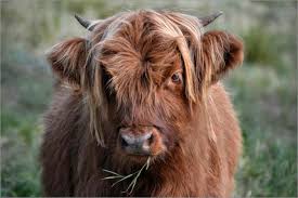 They are a fairly large breed which is quite a common sight in the scottish countryside. Scottish Highland Cattle Posters And Prints Posterlounge Com