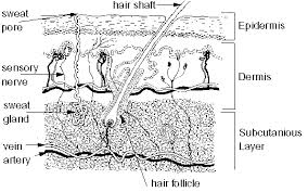 The Integumentary System Skin Medical Terminology For Cancer