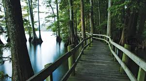 Maybe you would like to learn more about one of these? Stunning Scenery Greets Visitors At Reelfoot Lake