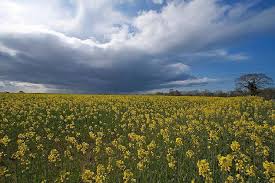 Canola oil is a vegetable oil derived from a variety of rapeseed that is low in erucic acid, as opposed to colza oil. Wat Is Raapolie