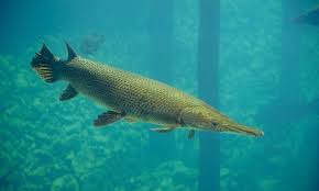 FISH