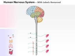 0914 Human Nervous System Function Medical Images For Powerpoint Powerpoint Presentation Images Templates Ppt Slide Templates For Presentation