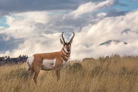 Pronghorn - Yellowstone National Park (U.S. National Park Service)