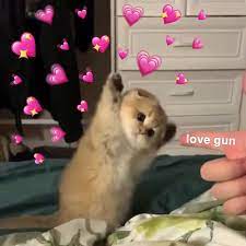 Cat Heart Memes On Twitter 𝗺𝗶𝗹𝗹𝘆 on doggos cute love memes love memes funny. cat heart memes on twitter