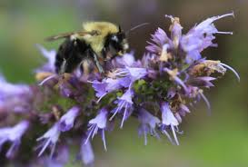 Best flowers for honey bees in ohio. 14 Spectacular Flowers For Honey Bees