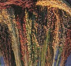 Broom Corn Seeds Sorghum Vulgar Mixed Cream Gold Red Brown Burgundy And More Broom Corn Corn Seed Flower Seeds Packets