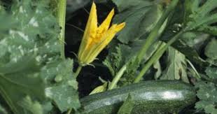 We did not find results for: How To Cook Zucchini Leaves Livestrong Com Zucchini Plants Planting Pumpkins Growing Zucchini