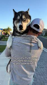 Perros Huskies Grandes Bravos | TikTok