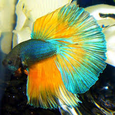 Bettas Bing Images Betta Fish Types Betta Fish Betta Fish Tank