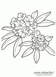 Rhododendron Flower Tattoo Ideas Pinterest Flower Coloring Pages Coloring Pages Flower Tattoos