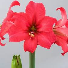 Pin On Amaryllis