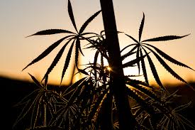 The group met to share ideas for addressing the growing problem. Dry California Fights Illegal Use Of Water For Cannabis The New York Times