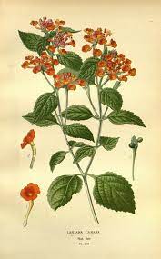 N207 W1150 Lantana Lantana Camara Vintage Art Prints