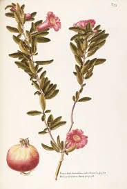 Image result for Punicaceae