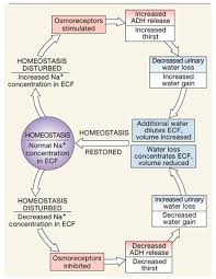 Electrolyte Fluid Balance Nursing School Survival Nursing School Studying Np School