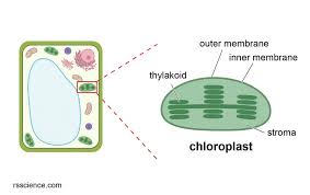 The chloroplast is very important as it is the cooking place for all the green plants. Chloroplast Function And Structure Solar Panels Rs Science