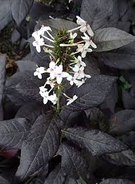 Image result for Pseuderanthemum ludovicianum