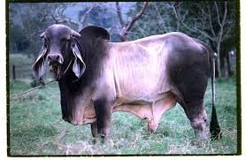 Pin On Indo Brazilian Cattle