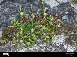 Image result for Sagina abyssinica