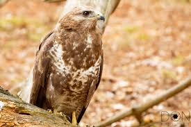 Deze is van de buizerd te onderscheiden door een kleiner kopje, langere staart en hij houd de vleugels vlak bij het zweven. Buizerd Archieven Fotohut Fotografie