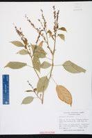 Image result for Hilleria