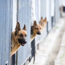 Maybe you would like to learn more about one of these? K 9 Motel Boarding Kennel Marion Nc Us 28752 Houzz