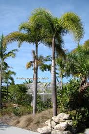 Image result for Wodyetia