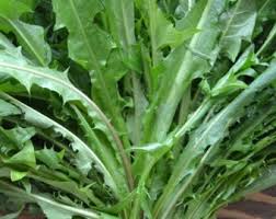 Image result for Telfairia pedata