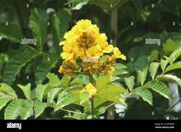 Image result for Markhamia lutea