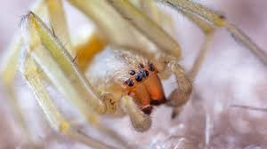 Image result for yellow sac spider bite skin