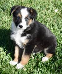 Shipped worldwide with 10 year health guarantee. View Ad Australian Shepherd Bernese Mountain Dog Mix Dog For Adoption Near California Palo Alto Usa Adn 825825