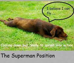 What Your Dog S Sleeping Position Tells You About Them Pethelpful