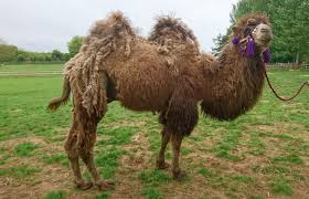 But how much does a camel cost? Bactrian Camel A Z Animals