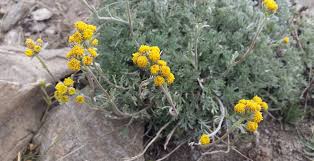 Image result for Artemisia sp.no.1