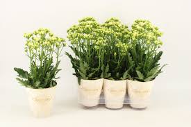 Kalanchoe Sunny White Oranje Bloemen Rode Bloemen Planten