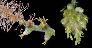 Image result for Fagaropsis