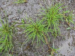 Image result for Eleocharis minuta