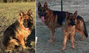 Minnesota german shepherd breeder>> we are an akc minnesota german shepherd breeder centrally located in brainerd, producing german shepherd puppies that specialize in outstanding health, stable temperaments and impeccable beauty.we produce beautiful black and red german shepherd puppies. Teen 14 Is Mauled By A Three Year Old German Shepherd At His Family S Dog Breeding Farm Daily Mail Online