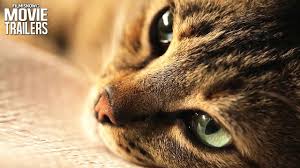 Kedi Trailer A Cats In Istanbul Documentary Youtube Kedi