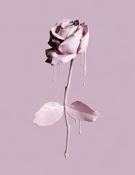 I've started using pink aesthetic wallpaper on. Artist Feature Josh Caudwell Luxury Product Photographer Love Maegan Pink Dripping Rose Pink Aesthetic Iphone Wallpaper Pastel Roses